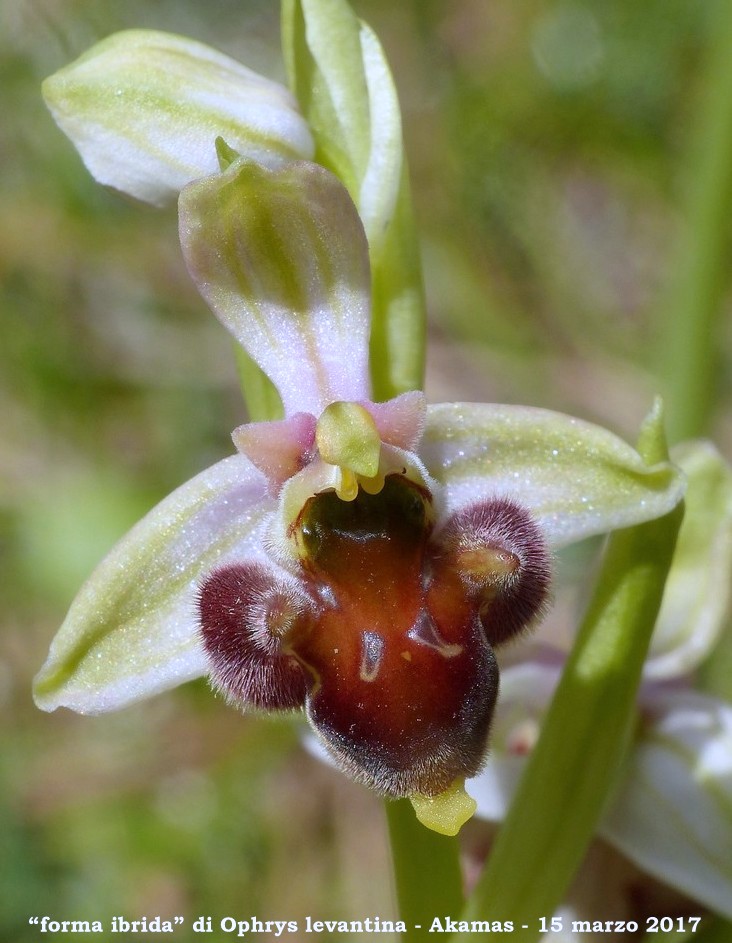 Cipro marzo 2017 : le orchidee di Venere.